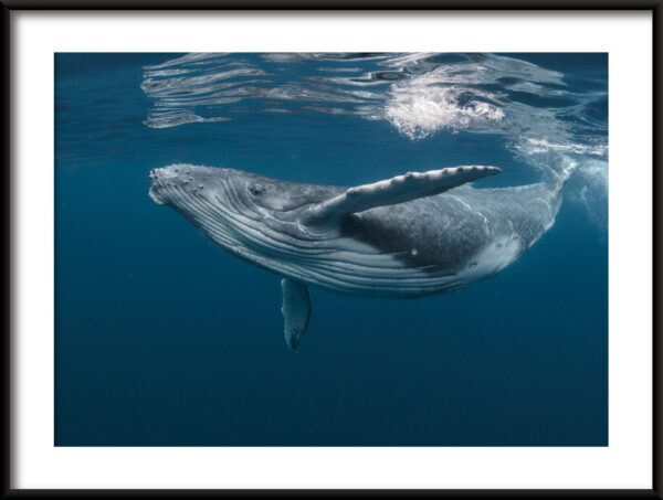 Affiche animaux marins