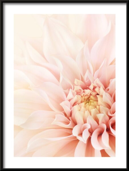 Affiche de beauté Dahlia – Image 3