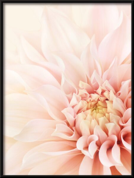 Affiche de beauté Dahlia – Image 4