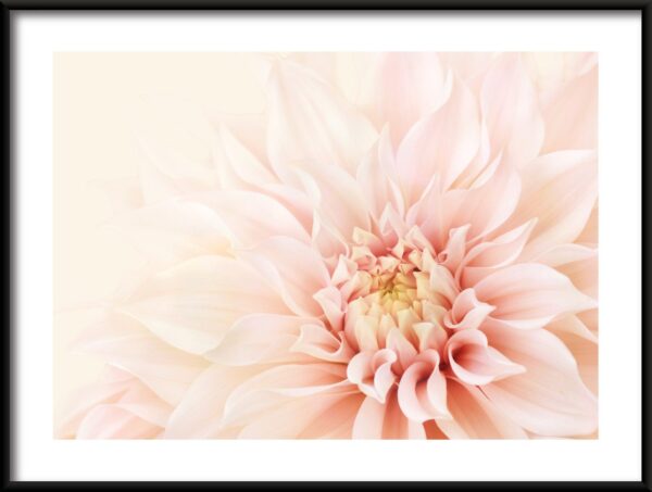 Affiche de beauté Dahlia