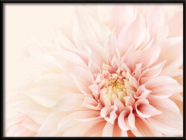 Affiche de beauté Dahlia – Image 2