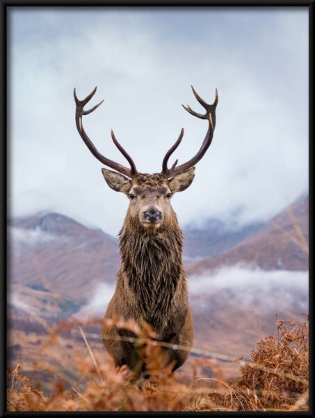 Beauté animale Poster – Image 4