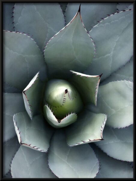Affiche fleur d'agave – Image 4