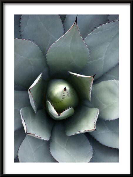 Affiche fleur d'agave – Image 3