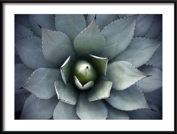 Affiche fleur d'agave