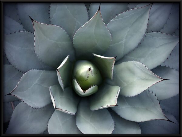 Affiche fleur d'agave – Image 2