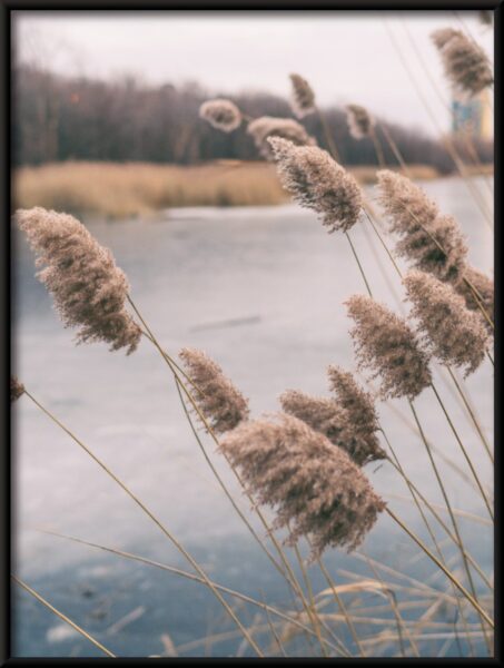 Affiche d'herbe sauvage – Image 4