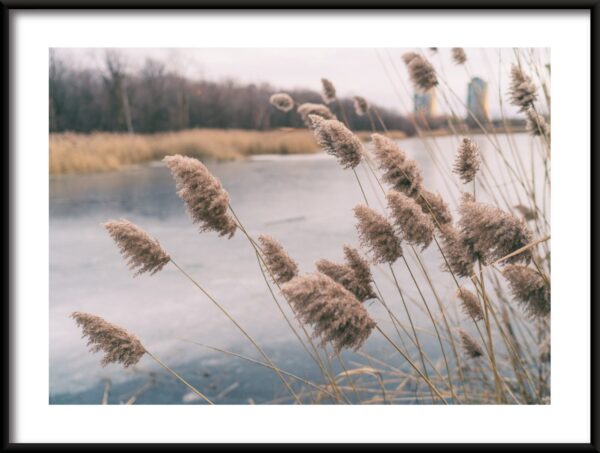 Affiche d'herbe sauvage