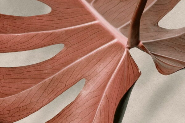 Poster XXL Monstera rouge