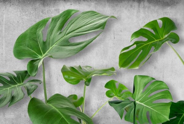 Peinture murale Feuilles de Monstera