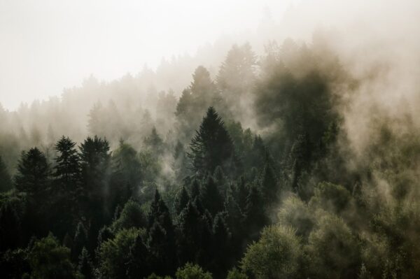 Peinture murale Forêt avec brouillard