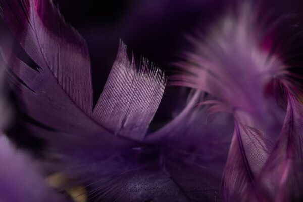 Papiers peints plumes violettes