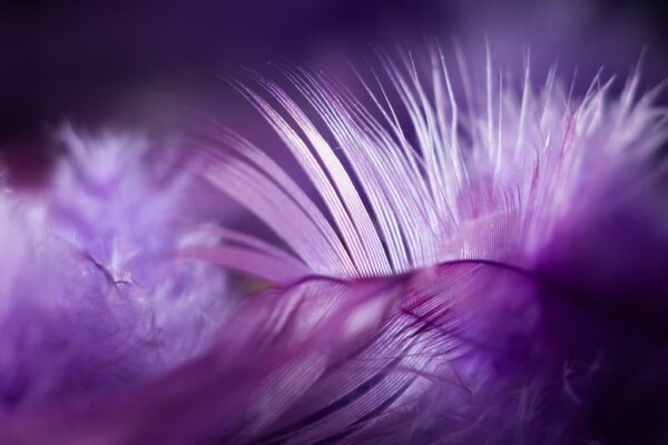 Papiers peints Plume en violet
