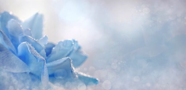 Poster XXL Rose bleue