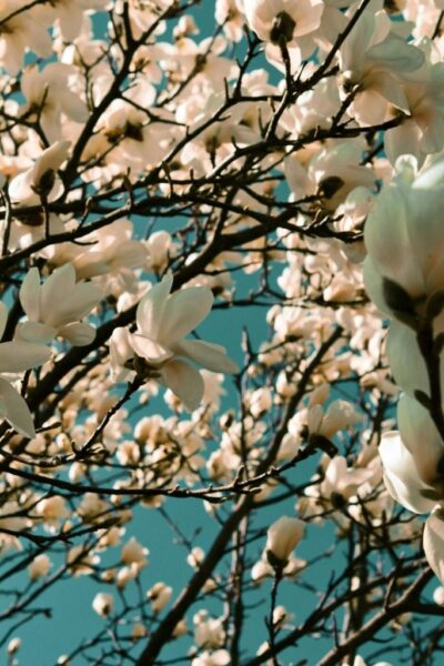 Poster XXL Magnolia Blanc