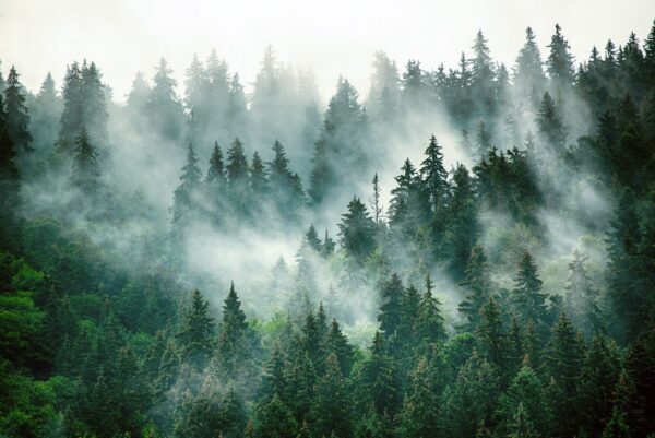 Poster XXL Forêt Mystérieuse