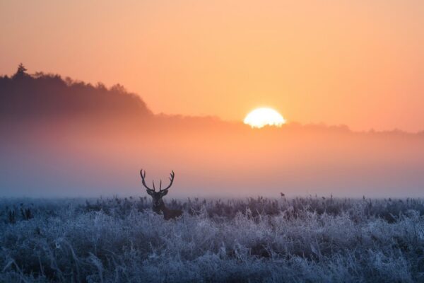 Poster XXL Matin d'hiver