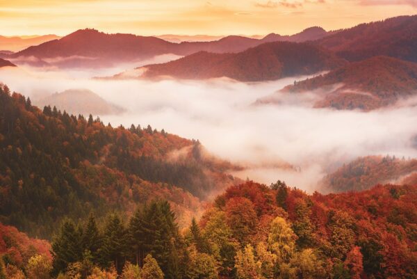 Peinture murale Brouillard majestueux