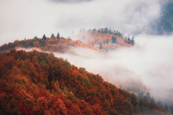 Papier peint Migration du brouillard