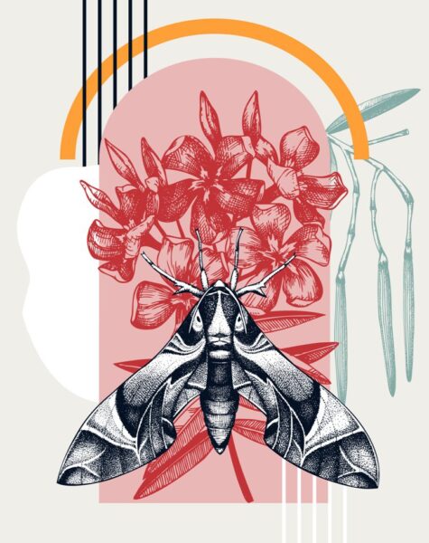 Poster XXL Grand papillon de nuit