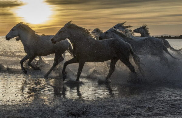 Peinture murale Chevaux sur la plage