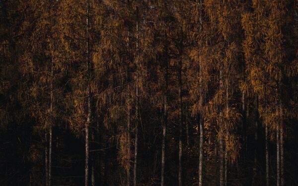 Peinture murale Forêt de mélèzes