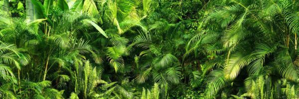 Peinture murale Vert juteux