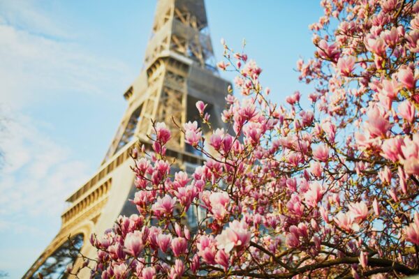 Poster XXL Magnolia de Paris
