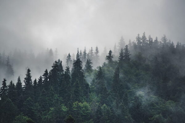 Peinture murale Brouillard tombant