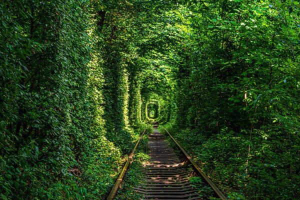 Poster XXL Tunnel de la forêt