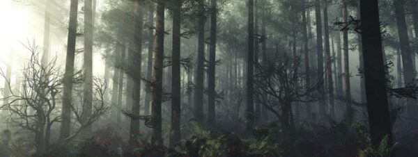 Peinture murale Ténèbres de la forêt