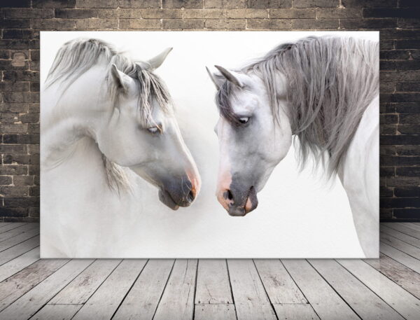 Image de chevaux blancs