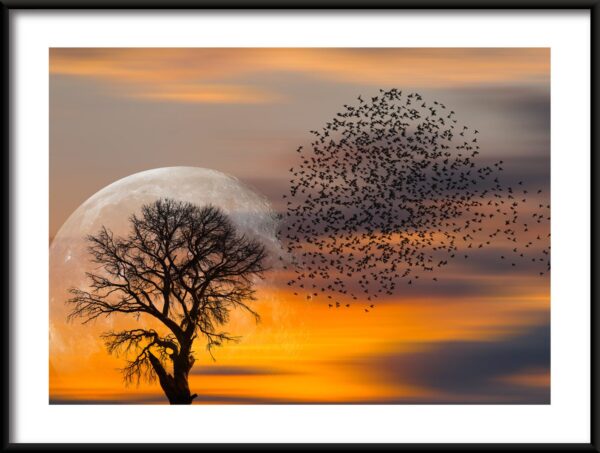 Affiche arbre et oiseaux
