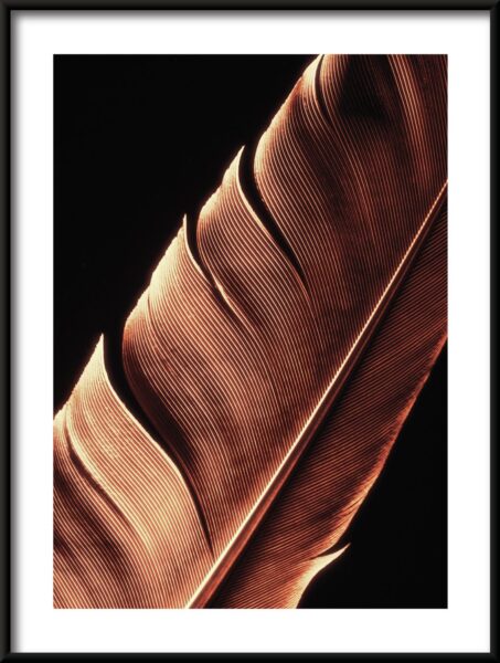 Affiche plume d'or