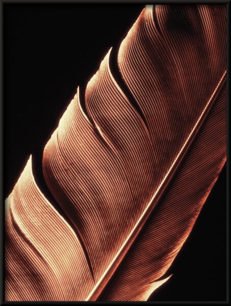Affiche plume d'or – Image 2