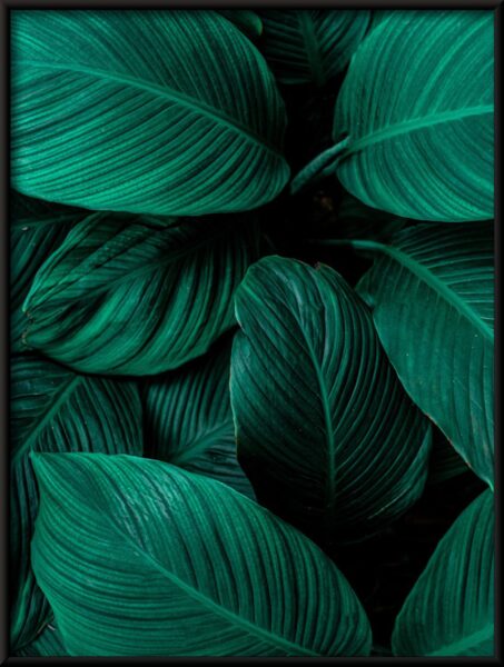 Vert foncé Poster – Image 2