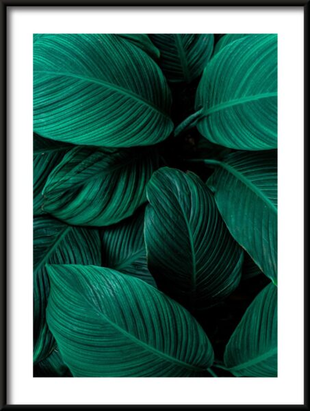 Vert foncé Poster
