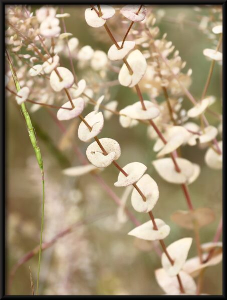 Affiche fleurs blanches – Image 4