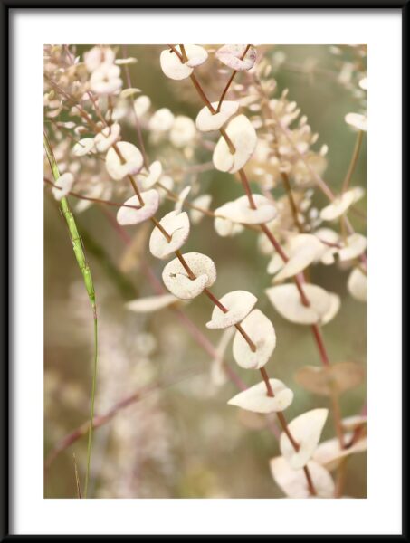 Affiche fleurs blanches – Image 3