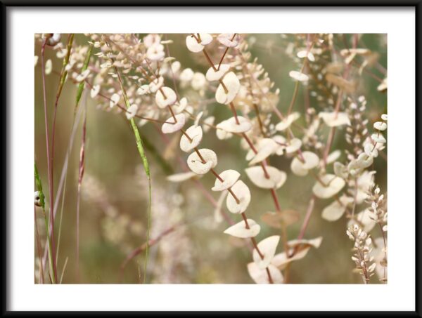 Affiche fleurs blanches