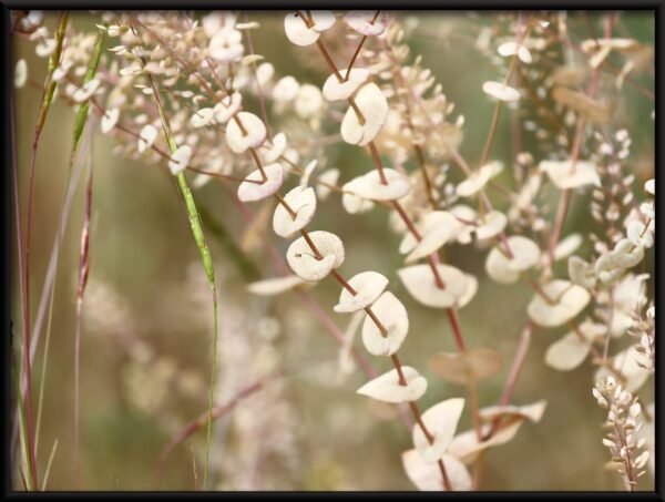 Affiche fleurs blanches – Image 2