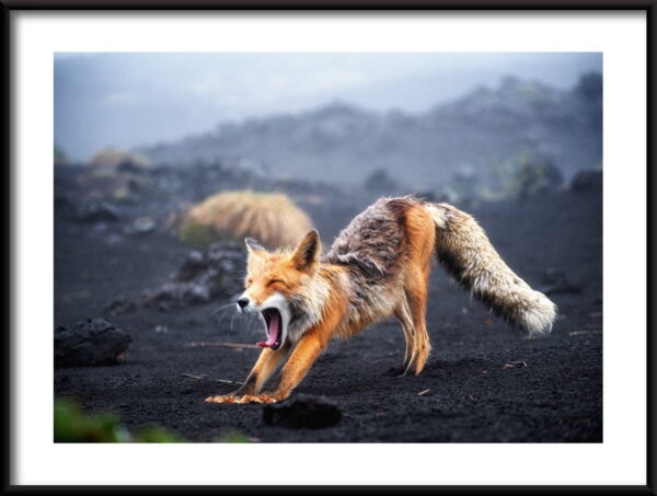 Renard béant Poster