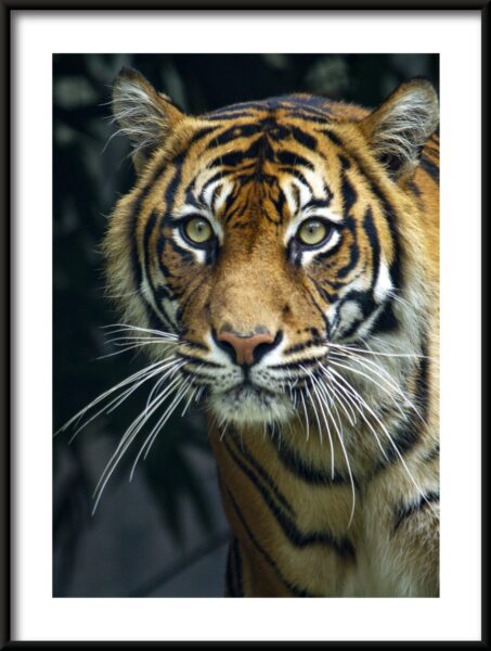 Affiche de tigre de beauté – Image 3