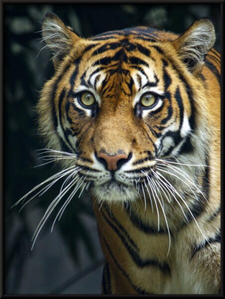 Affiche de tigre de beauté – Image 4