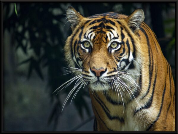 Affiche de tigre de beauté – Image 2
