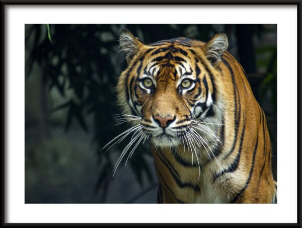 Affiche de tigre de beauté