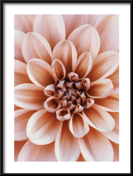 Dahlia corail Poster – Image 3