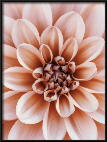 Dahlia corail Poster – Image 4