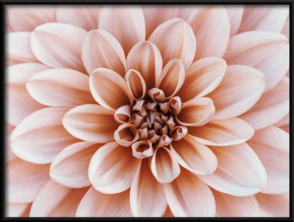 Dahlia corail Poster – Image 2