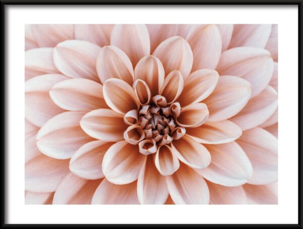 Dahlia corail Poster